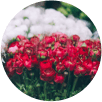 Flowers Delivery